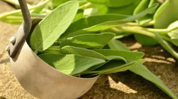 Planta aromatică ce ar putea calma bufeurile de la menopauză. Ar putea influența și memoria, potrivit cercetătorilor