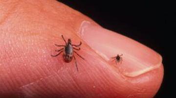 A fost depistată o formă rară de boală Lyme, care poate da simptome mai severe