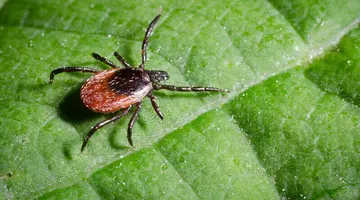Antibioticul indicat după o mușcătură de căpușă pentru a preveni boala Lyme. E necesară o singură doză