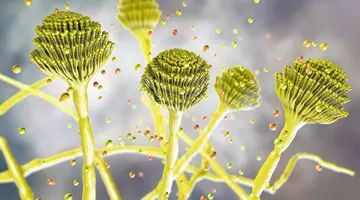 Ciuperca mortală care se răspândește rapid în lume. Cercetătorii avertizează asupra unui risc major