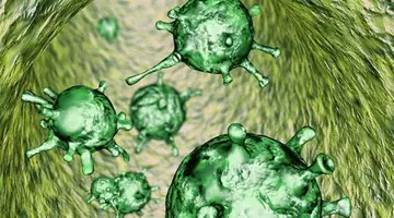 Oamenii de știință avertizează: gripa D și coronavirusul canin pot deveni următoarea amenințare infecțioasă majoră