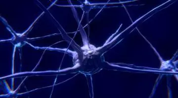 Excesul de fier din organism poate afecta grav neuronii și crește riscul de Alzheimer și Parkinson