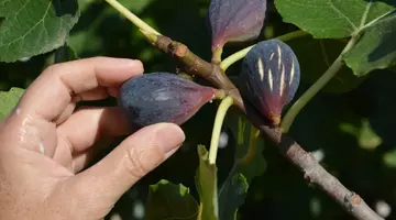 Adevărul despre smochine. De ce unii vegani refuză să le mănânce