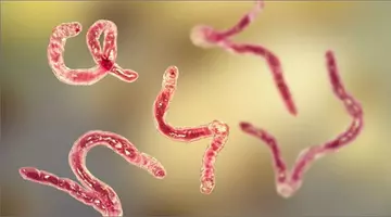 Alertă sanitară! Un parazit carnivor „devastator” se răspândește spre SUA