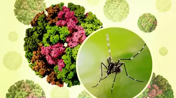 Alertă sanitară! A fost confirmat primul caz de infectare în România cu virusul Chikungunya