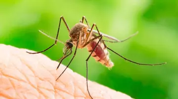 Alertă în Europa din cauza virusului West Nile. România, printre țările afectate