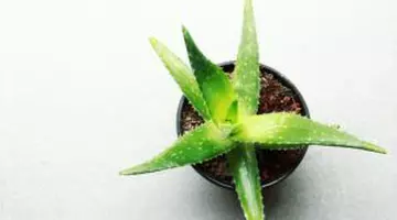 De ce ar trebui să ții o plantă de aloe vera lângă pat când dormi