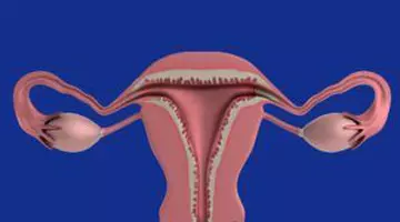 Ovarele nu „ies la pensie” după menopauză. Descoperirea care schimbă ce știau cercetătorii despre îmbătrânirea femeilor