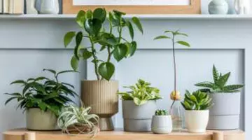 Puțini știu: aceste 3 plante aromatice îți curăță aerul și alungă insectele fără chimicale