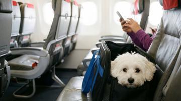 Cum călătoreşti cu animalul de companie în avion. Cum îl pregătești pentru mașină sau avion