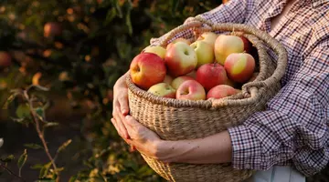 Cum păstrezi corect merele peste iarnă, ca să reziste până în primăvară