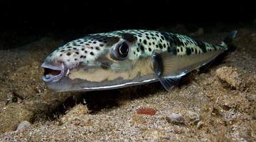 Ce este peștele-iepure – Lagocephalus sceleratus, peștele-balon toxic care provoacă îngrijorare în Grecia