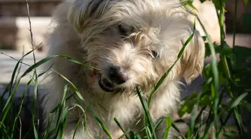 De ce câinii mănâncă iarbă – mituri și adevăruri