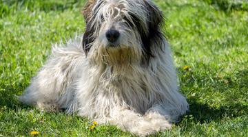 Ciobănescul Românesc Mioritic – tot ce trebuie să știi despre această rasă