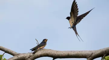 Ce înseamnă când visezi rândunică