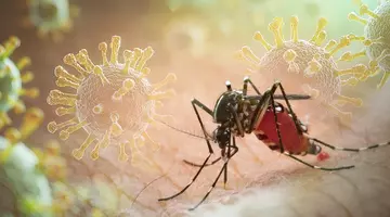 Primul caz de virus Chikungunya confirmat în România. Ce este Chikungunya și cum se transmite
