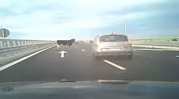 Patru vaci au căzut dintr-un camion pe autostrada A7. Șoferii speriați au sunat la 112