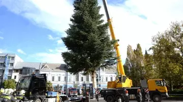 Se caută deja bradul de Crăciun, într-un oraș din Ungaria: să aibă cel puțin 10-12 metri și să fie natural