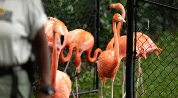 30 de flamingo au fost înghesuiți într-o baie din cauza uraganului Isaias, în Florida
