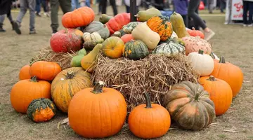 Cu cât vinde Lidl un dovleac de plăcinte și unul pentru Halloween