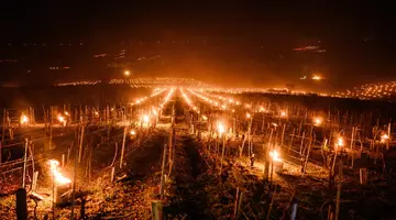 Viticultorii francezi au aprins sute de lumânări în vița-de-vie: „Ne ținem respirația”