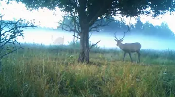 Cum au ieșit cerbii de la Cernobîl să se ospăteze cu fructe și iarbă: scene desprinse parcă dintr-un film VIDEO
