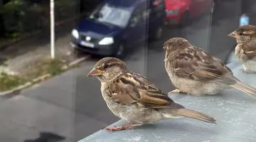 Ce înseamnă când o pasăre se așază la geam sau pe balcon: mesajele pe care le aduce în casă