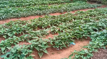 Leguma cu coajă roz și miez galben care ajunge la 500 g în 60 de zile și rezistă la secetă: un hectar ar putea valora 45.000 de euro şi se cultivă deja la Dăbuleni