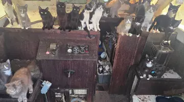 O bandă de 40 de pisici a ocupat o barcă abandonată și câteva s-au luptat cu angajații de la Protecția Animalelor, în SUA