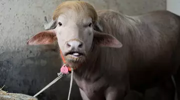 Cum a ajuns un bivol din Bangladesh să fie comparat cu Donald Trump și să devină viral | VIDEO