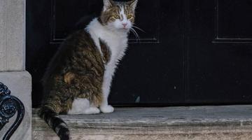 Motanul Larry, record politic: a rezistat la Downing Street mai mult decât ultimii șase prim-miniștri ai Marii Britanii