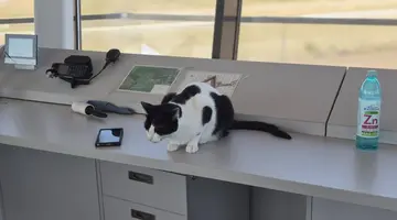 Nimic nu mișcă fără acordul pisicesc la Turnul de control Aeroportul Tuzla: „Dacă toate instituțiile ar proceda așa, aș plăti mai cu drag impozitele”