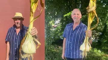 Un britanic a crescut usturoiul care a doborât recordul mondial: o căpățână cântărește 1,75 kilograme