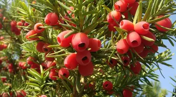 Ce sunt și ce conțin Taxus baccata, fructele din cauza cărora a murit eleva din Timișoara după ce le-a ingerat. Planta este bună pentru medicină