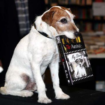 Uggie Catel Archives Unica Ro