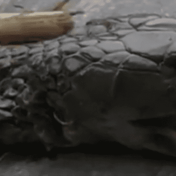 A taiat capul unei cobre si peste 20 de minute a fost muscat de sarpe