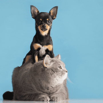 5 măsuri de siguranță pe care e bine să le iei atunci când ai un animal de companie