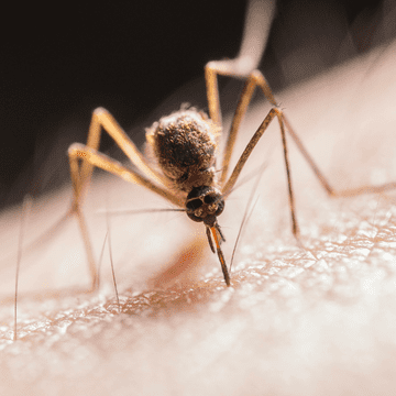 Care sunt simptomele în cazul infectării cu virusul West Nile şi cum ne putem proteja. Primul caz a fost confirmat în Bucureşti