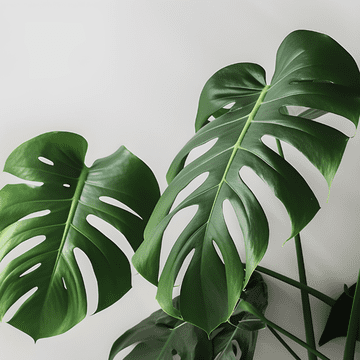 Îngrășăminte pentru Monstera: cum se fertilizează corect planta?