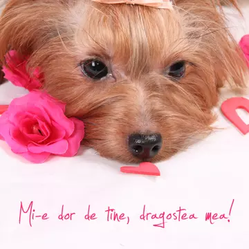 Ziua Îndrăgostiţilor