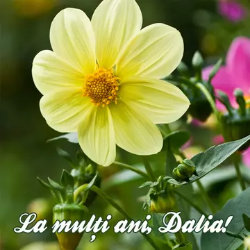 Dalia