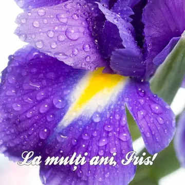 Iris