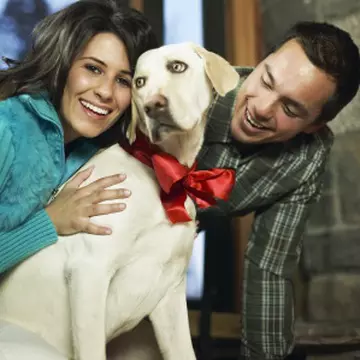 De ce mi-as lua un caine