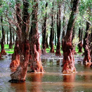 O calatorie in Delta