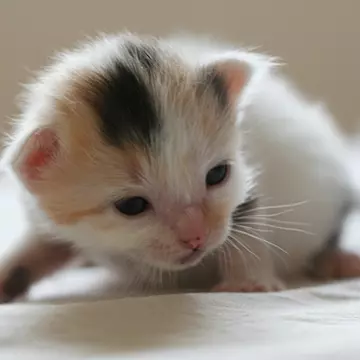 Ce animal de casă să-i iei?