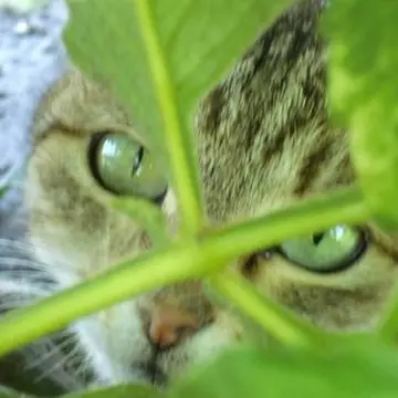 Tehnologia verde, sfântul graal al buzunarelor noastre? 