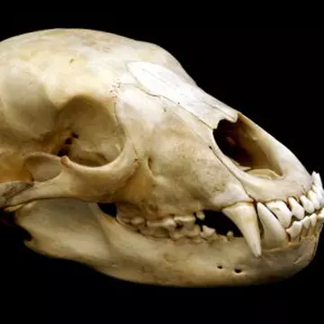 Ce ciudăţenii poţi cumpăra de pe internet