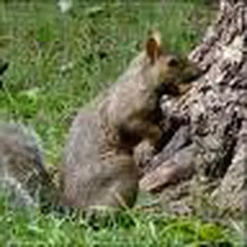 Video: Cum vindecă acupunctura