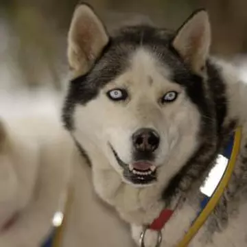 Video: cursa de sănii Iditarod