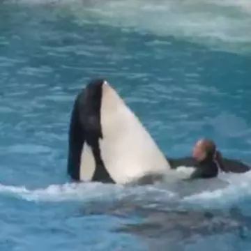 Video: spectacolul balenei Shamu la Seaworld